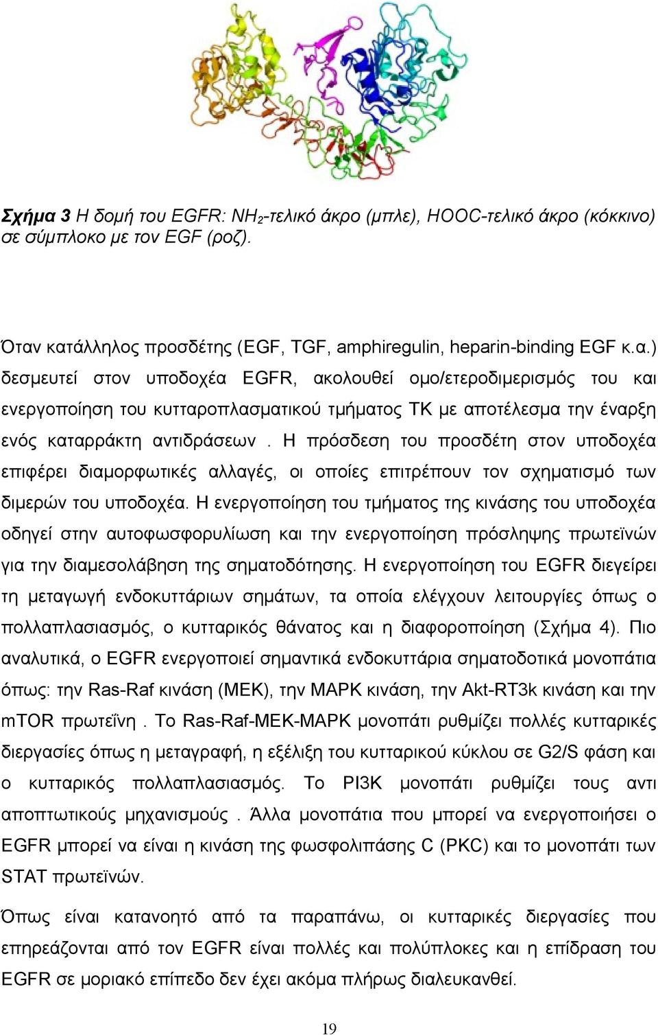 Η ενεργοποίηση του τμήματος της κινάσης του υποδοχέα οδηγεί στην αυτοφωσφορυλίωση και την ενεργοποίηση πρόσληψης πρωτεϊνών για την διαμεσολάβηση της σηματοδότησης.
