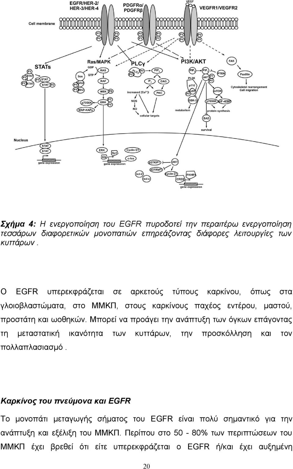 Μπορεί να προάγει την ανάπτυξη των όγκων επάγοντας τη μεταστατική ικανότητα των κυττάρων, την προσκόλληση και τον πολλαπλασιασμό.