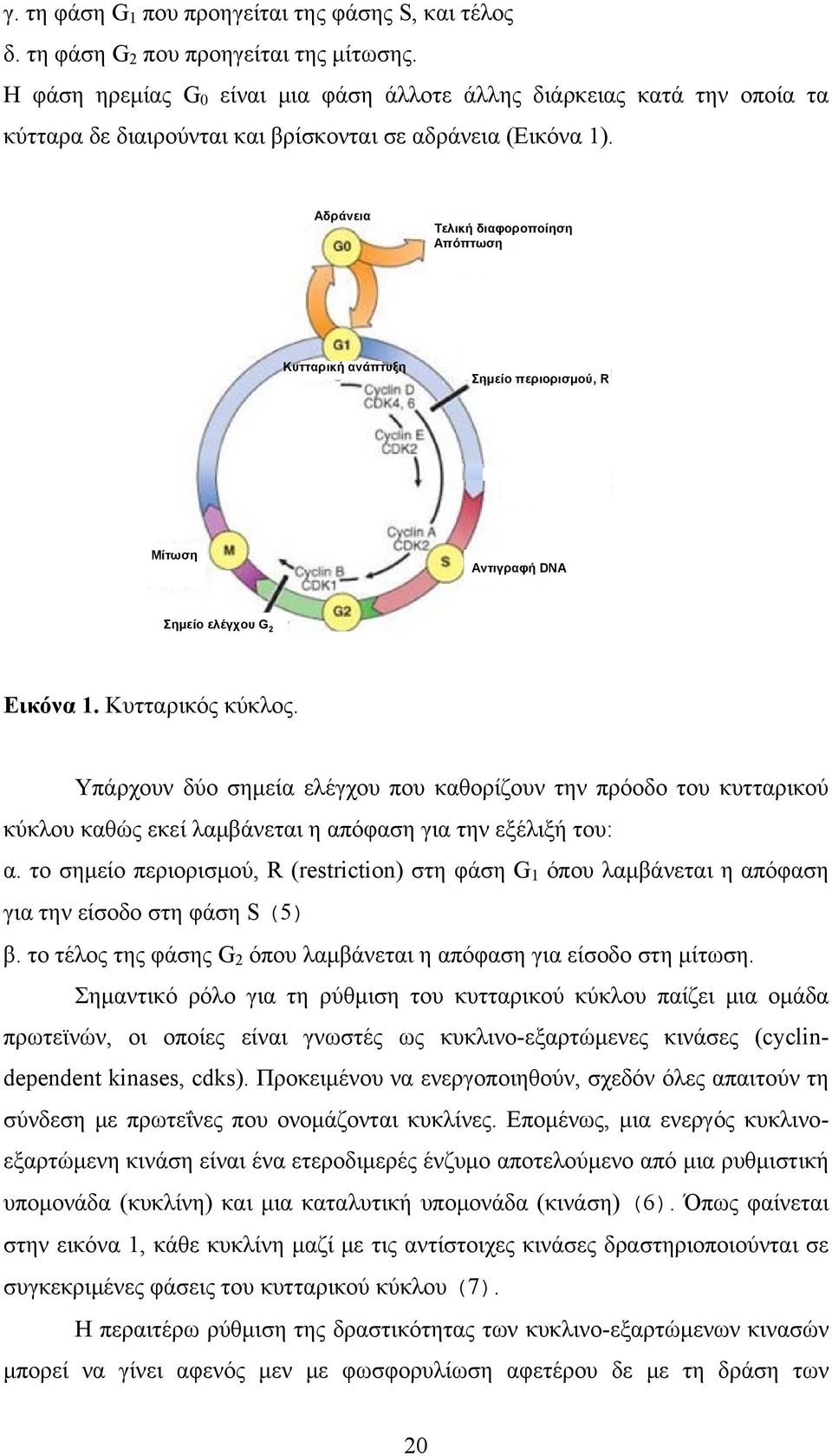 Αδράνεια Τελική διαφοροποίηση Απόπτωση Κυτταρική ανάπτυξη Σημείο περιορισμού, R Μίτωση Αντιγραφή DNA Σημείο ελέγχου G 2 Εικόνα 1. Κυτταρικός κύκλος.
