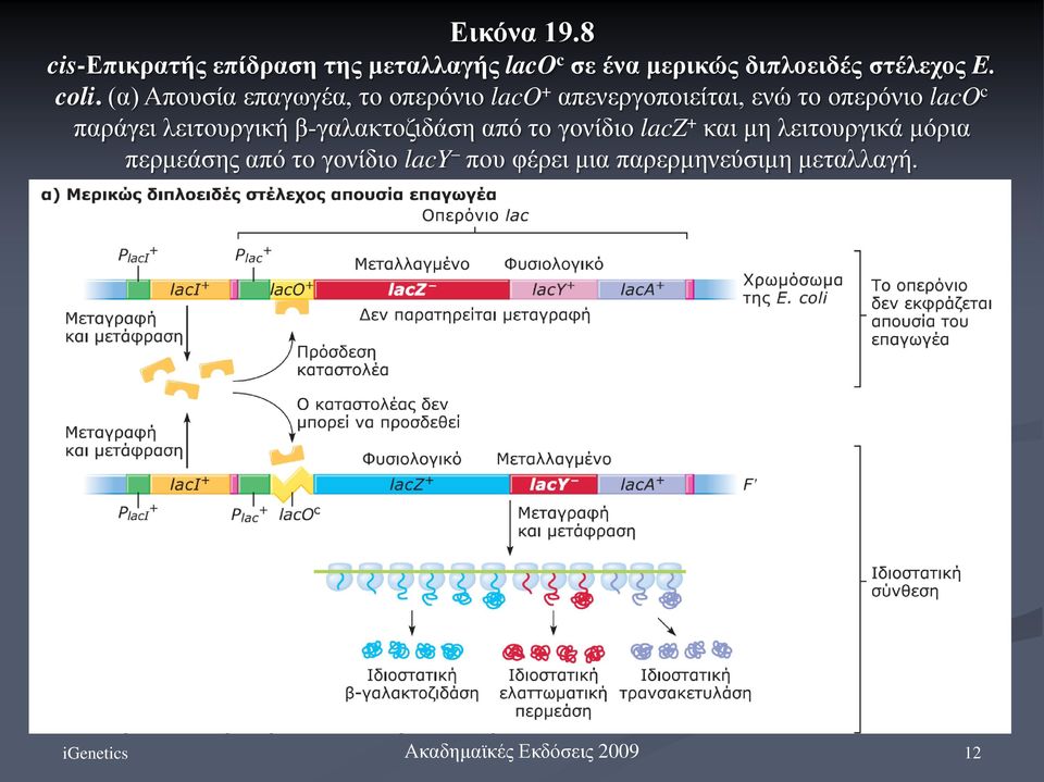 coli. (α) Απουσία επαγωγέα, το οπερόνιο laco + απενεργοποιείται, ενώ το οπερόνιο