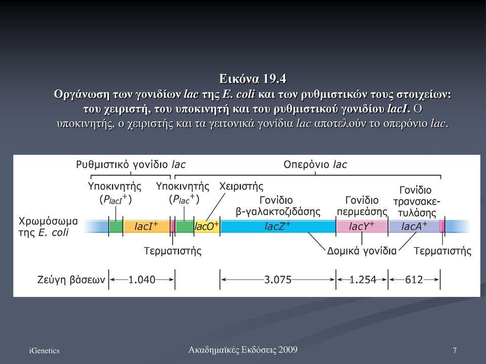 του υποκινητή και του ρυθμιστικού γονιδίου laci.