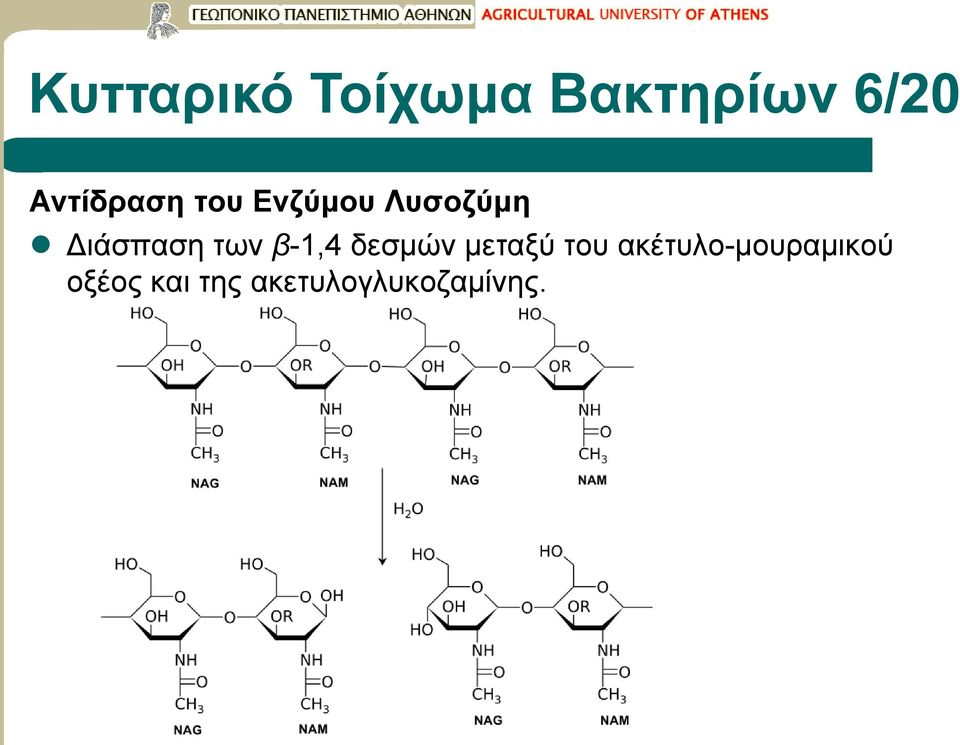 Διάσπαση των β-1,4 δεσμών μεταξύ του