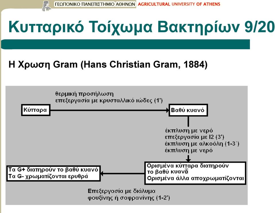 Χρωση Gram (Hans