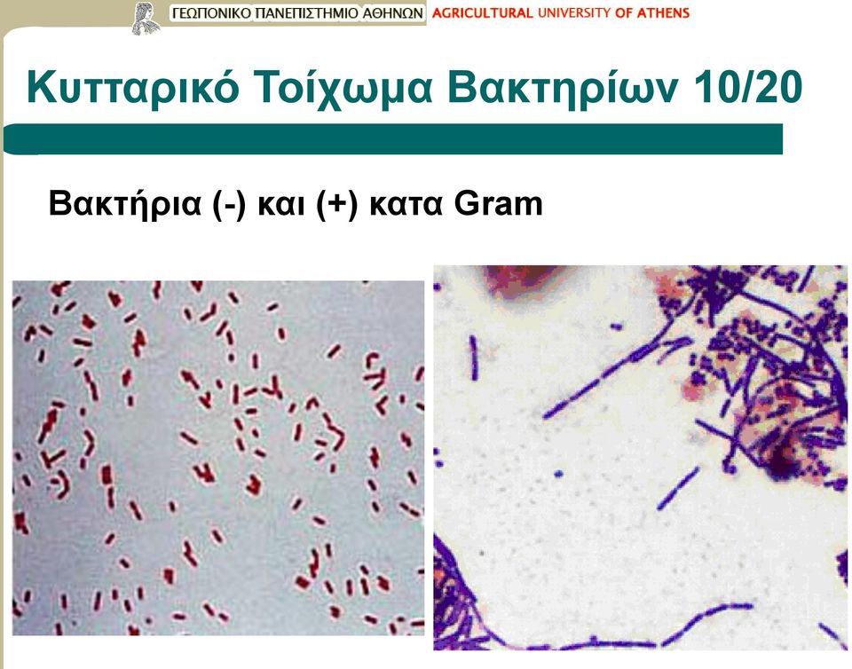 Βακτηρίων 10/20