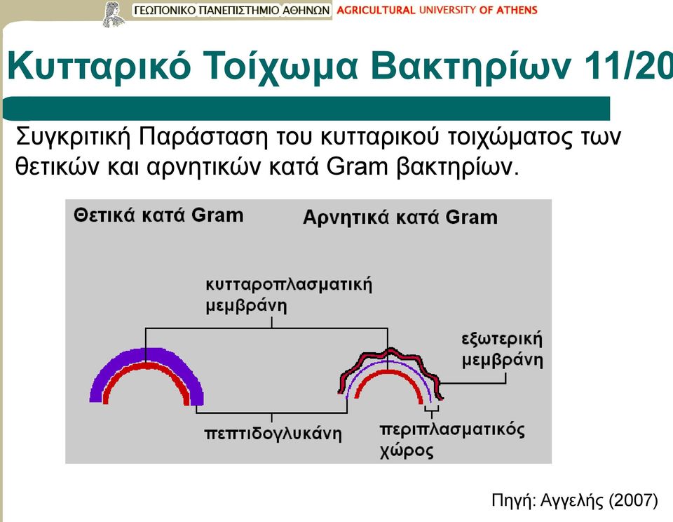 τοιχώματος των θετικών και αρνητικών