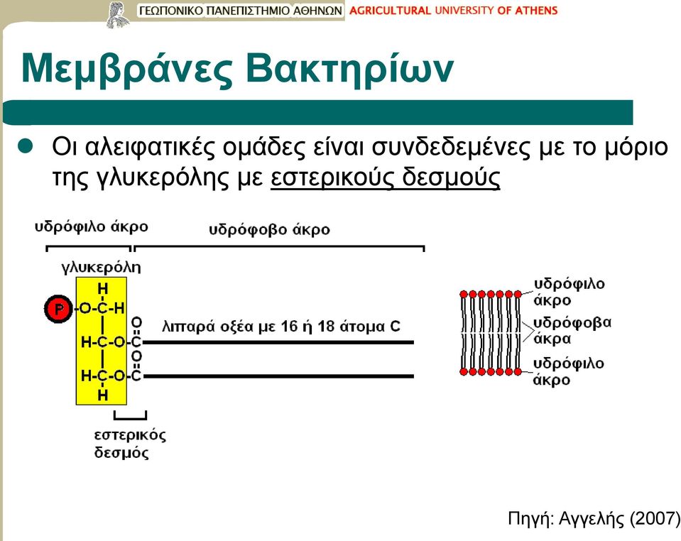 συνδεδεμένες με το μόριο της