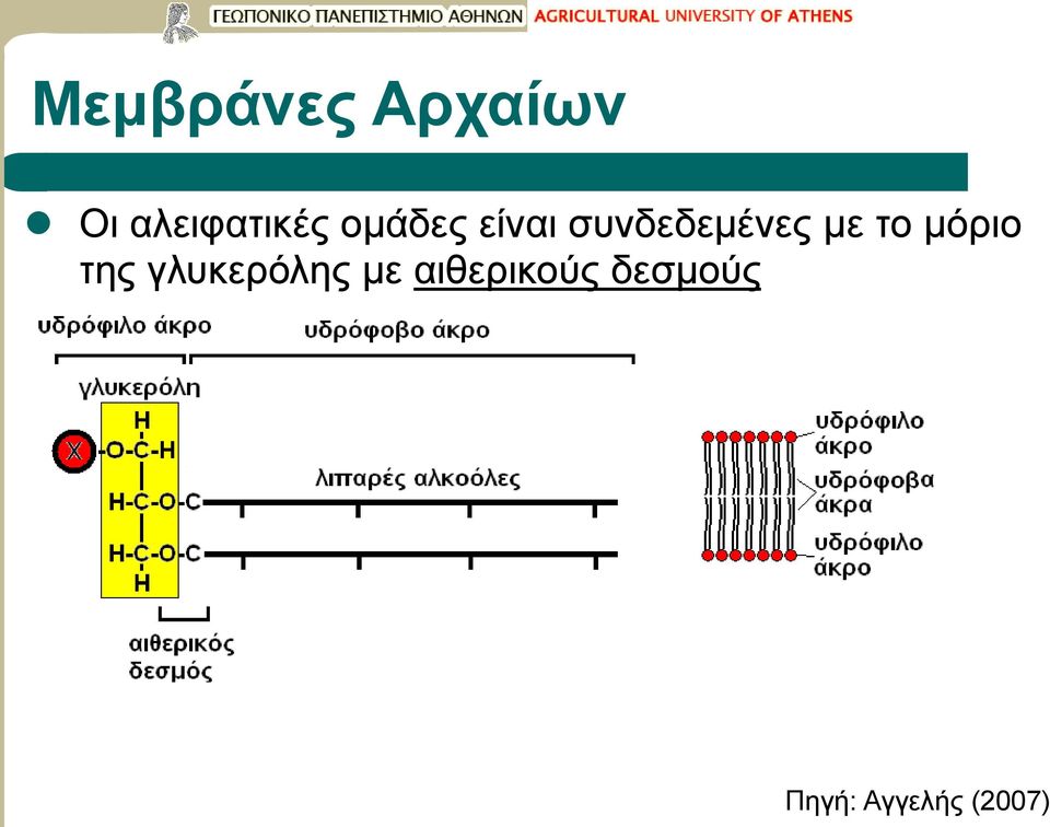 συνδεδεμένες με το μόριο της