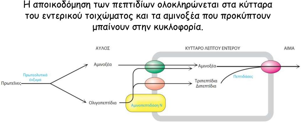 εντερικού τοιχώματος και τα