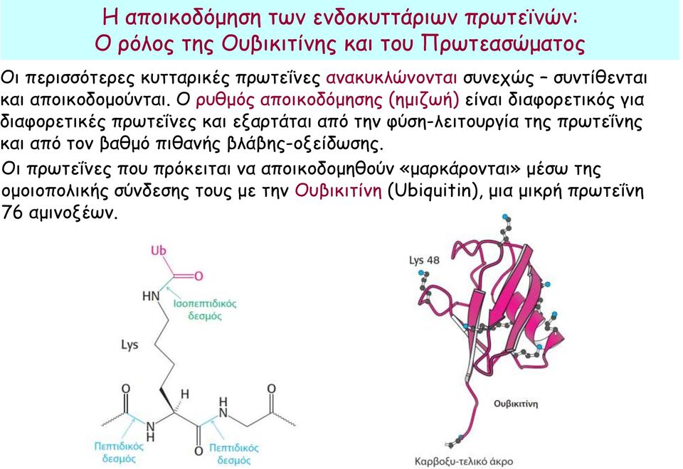 Ο ρυθμός αποικοδόμησης (ημιζωή) είναι διαφορετικός για διαφορετικές πρωτεΐνες και εξαρτάται από την φύση-λειτουργία της