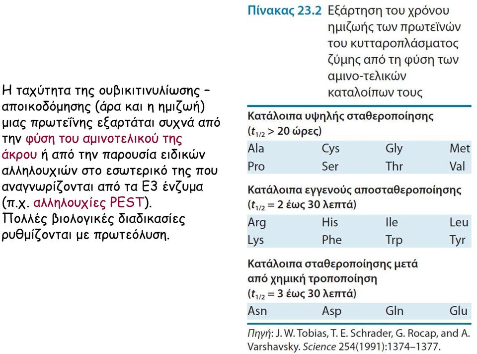 παρουσία ειδικών αλληλουχιών στο εσωτερικό της που αναγνωρίζονται από τα Ε3