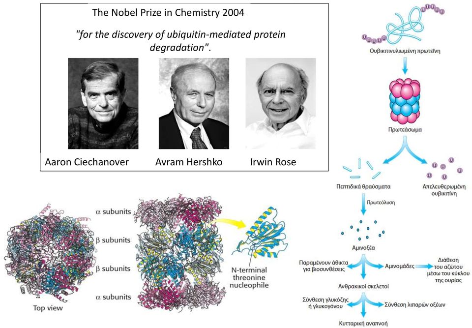 ubiquitin-mediated protein