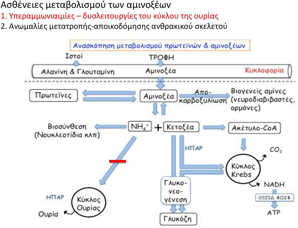 του κύκλου της ουρίας 2.