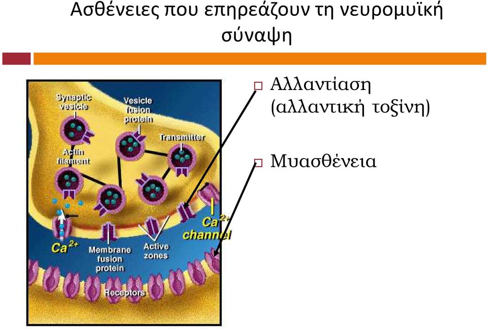 νευρομυϊκή σύναψη