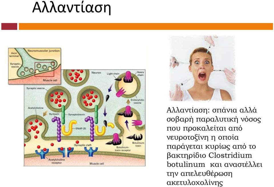 οποία παράγεται κυρίως από το βακτηρίδιο