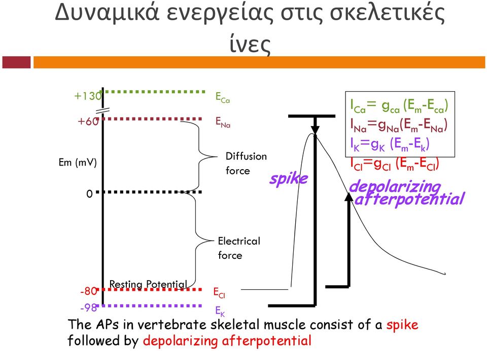 Cl ) depolarizing afterpotential Electrical force -80 Resting Potential E Cl -98 E K The