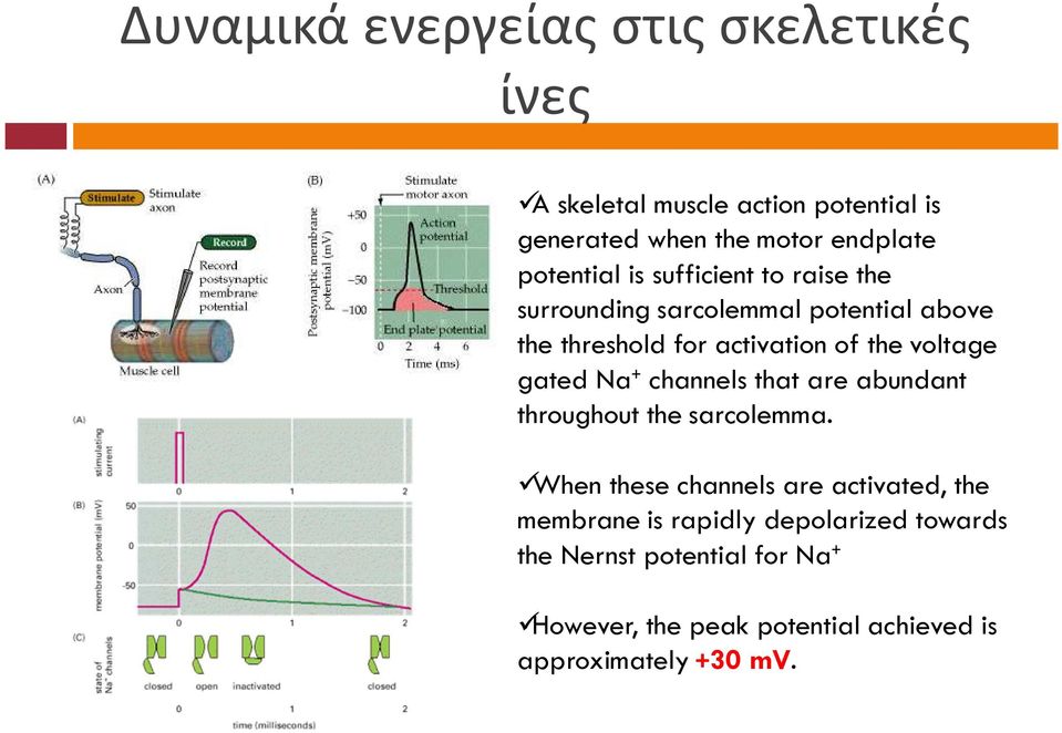 thevoltage gated Na + channels that are abundant throughout thesarcolemma.