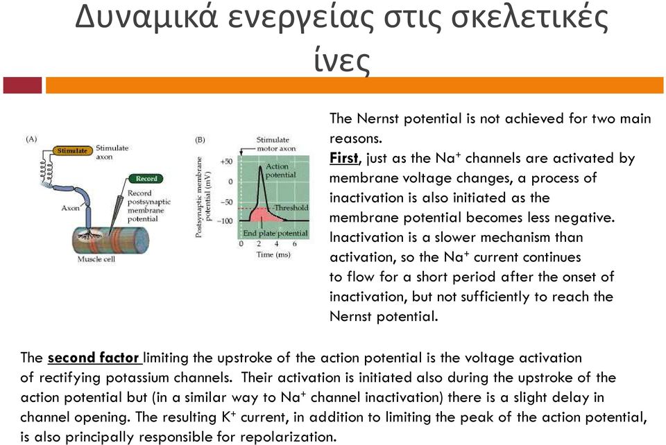 Inactivation is aslower mechanism than activation, so the Na + current continues to flow for a short period after the onset of inactivation, but notsufficiently to reach the Nernst potential.