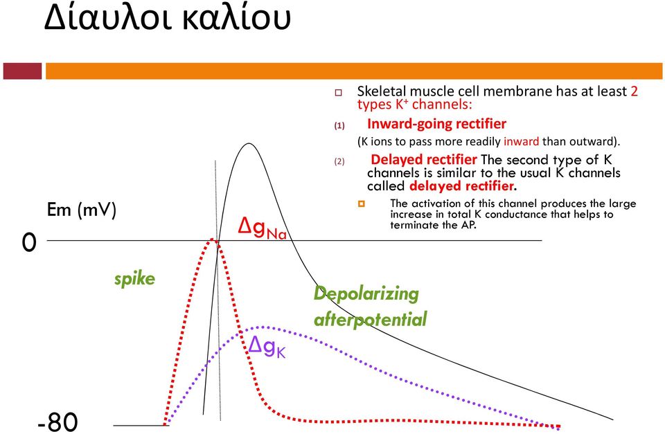 (2) Delayed rectifier The second type of K channels is similar to the usual K channels called delayed