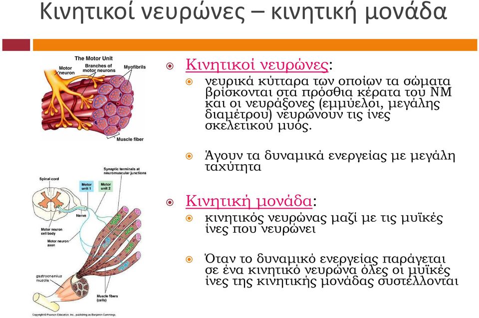 Άγουν τα δυναµικά ενεργείας µε µεγάλη ταχύτητα Κινητική µονάδα: κινητικός νευρώνας µαζί µε τις µυϊκές ίνες που