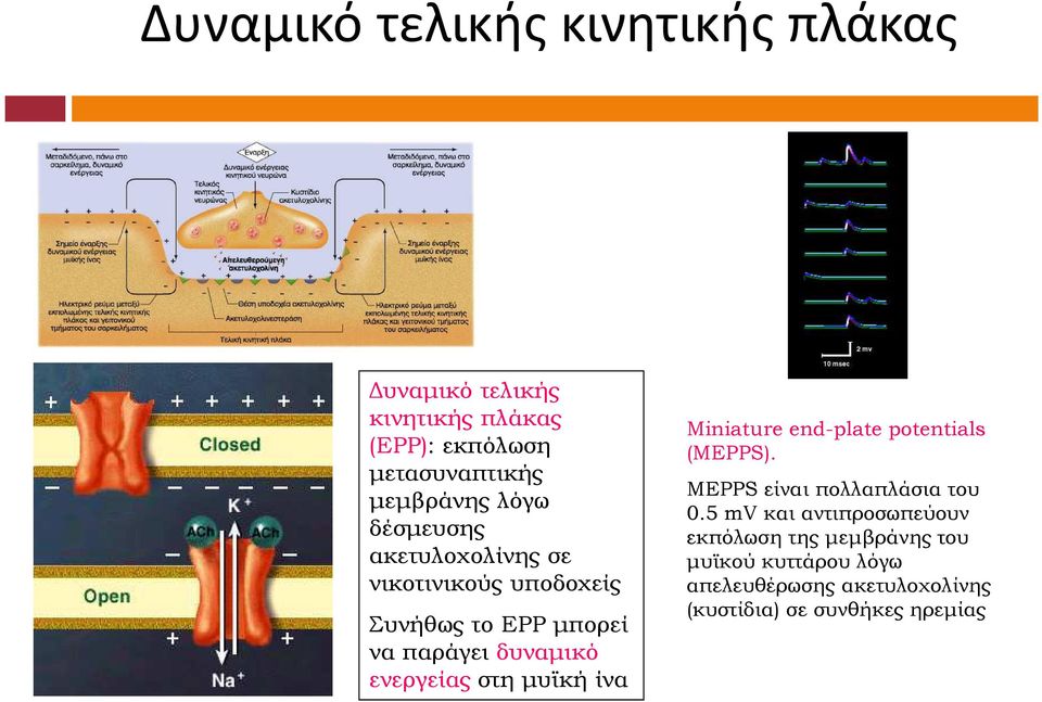 στη µυϊκή ίνα Μiniature end-plate potentials (MEPPS). MEPPS είναι πολλαπλάσια του 0.