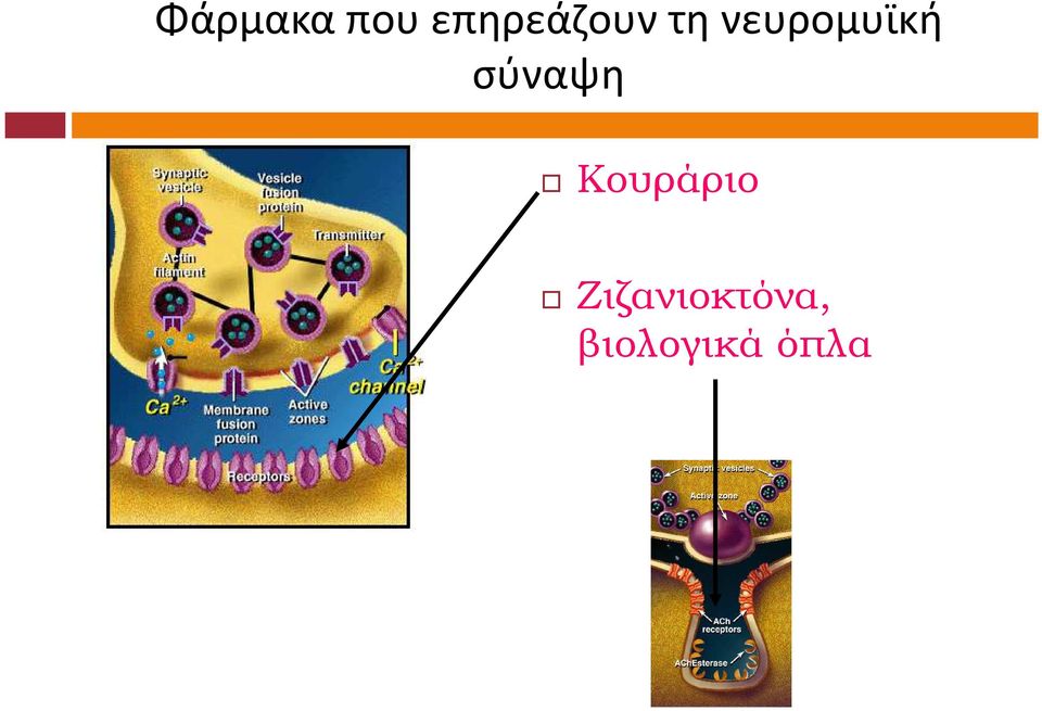νευρομυϊκή σύναψη