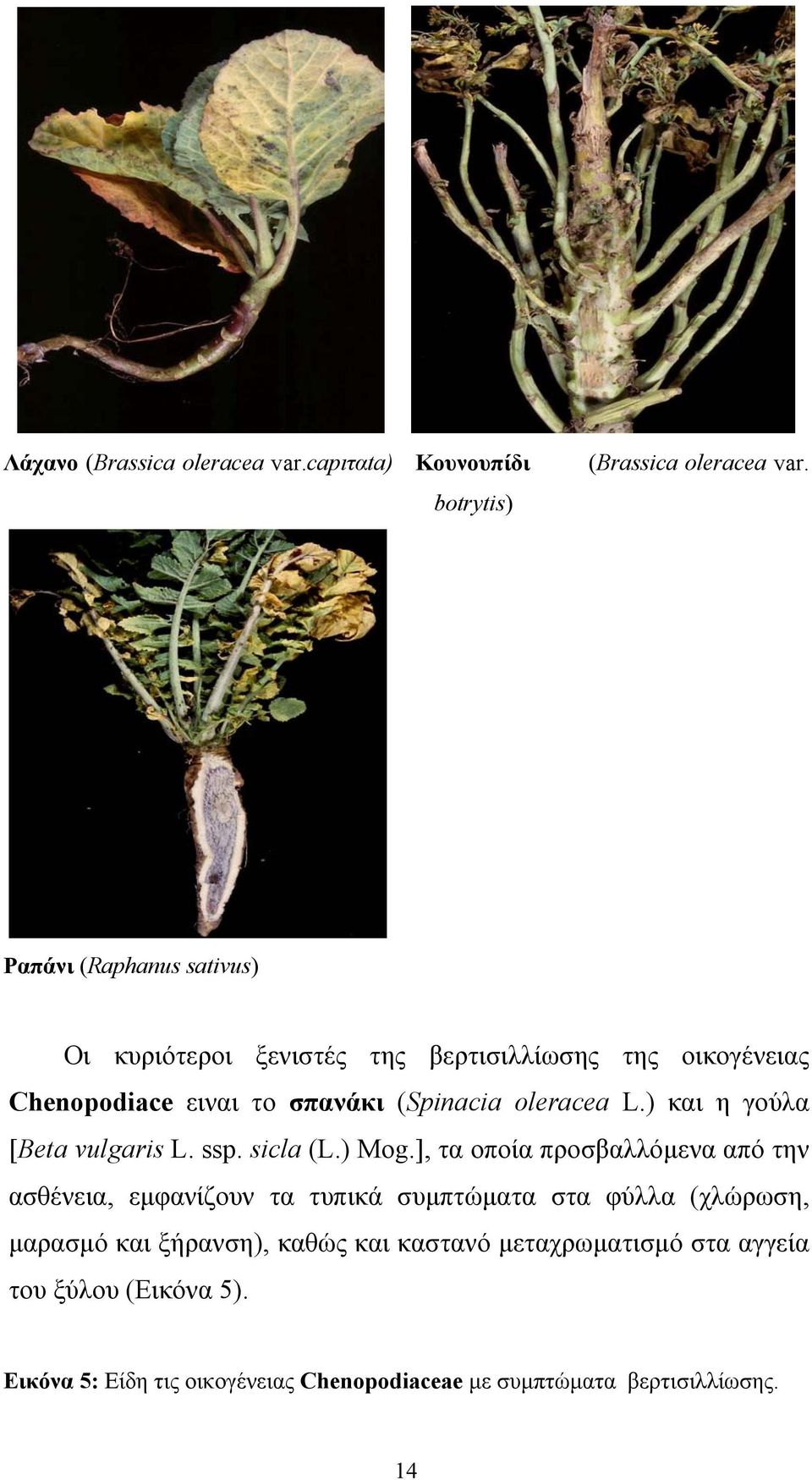 L.) και η γούλα [Beta vulgaris L. ssp. sicla (L.) Mog.