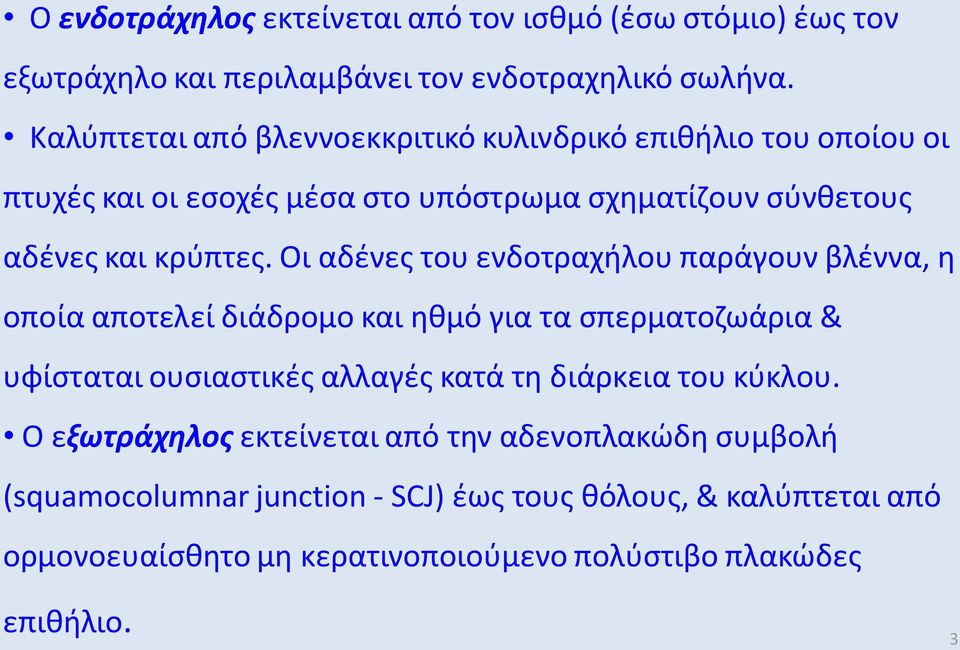 Οι αδένες του ενδοτραχήλου παράγουν βλέννα, η οποία αποτελεί διάδρομο και ηθμό για τα σπερματοζωάρια & υφίσταται ουσιαστικές αλλαγές κατά τη διάρκεια