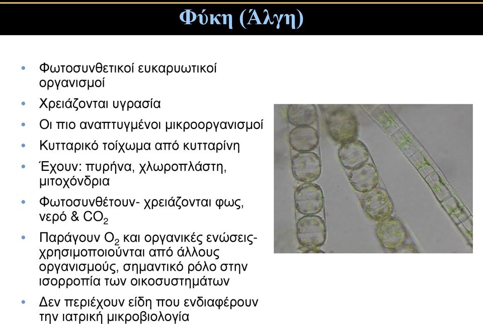 Φωτοσυνθέτουν- χρειάζονται φως, νερό & CO 2 Παράγουν Ο 2 και οργανικές ενώσειςχρησιμοποιούνται από