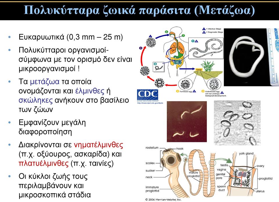 Τα μετάζωα τα οποία ονομάζονται και έλμινθες ή σκώληκες ανήκουν στο βασίλειο των ζώων Εμφανίζουν