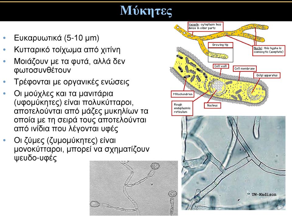 πολυκύτταροι, αποτελούνται από μάζες μυκηλίων τα οποία με τη σειρά τους αποτελούνται από