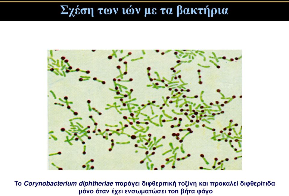 διφθεριτική τοξίνη και προκαλεί