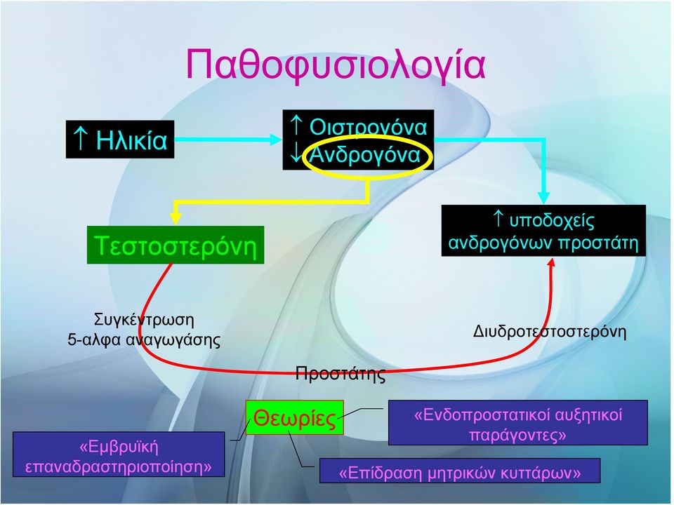 Διυδροτεστοστερόνη Προστάτης «Εμβρυϊκή επαναδραστηριοποίηση»