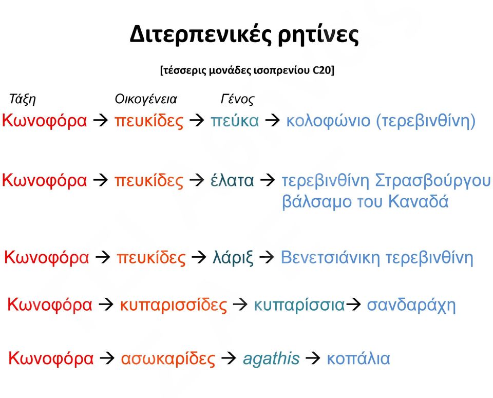 τερεβινθίνη Στρασβούργου βάλσαμο του Καναδά Κωνοφόρα πευκίδες λάριξ