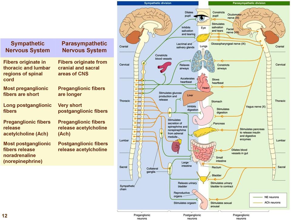 (norepinephrine) Parasympathetic Nervous System Fibers originate from cranial and sacral areas of CNS Preganglionic fibers are