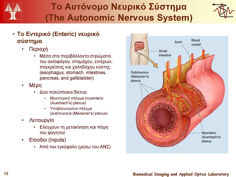 pancreas, and gallbladder) Μέρη Δύο πολύπλοκα δίκτυα Μυεντερικό πλέγμα (myenteric (Auerbach's) plexus) Υποβλεννογόνο πλέγμα