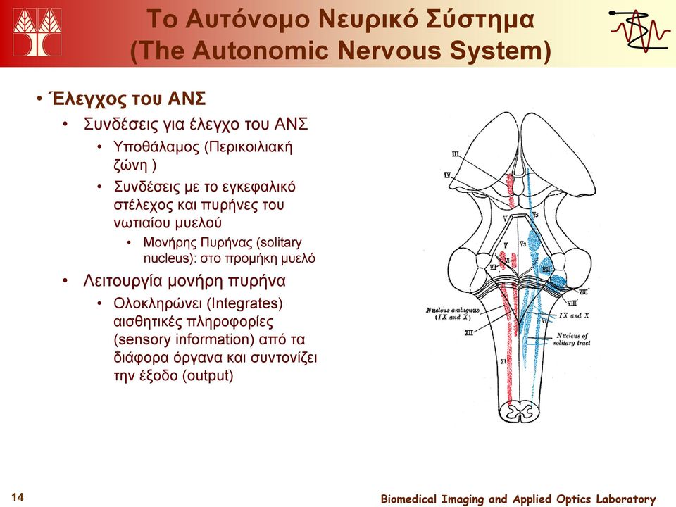 μυελού Μονήρης Πυρήνας (solitary nucleus): στο προμήκη μυελό Λειτουργία μονήρη πυρήνα Ολοκληρώνει