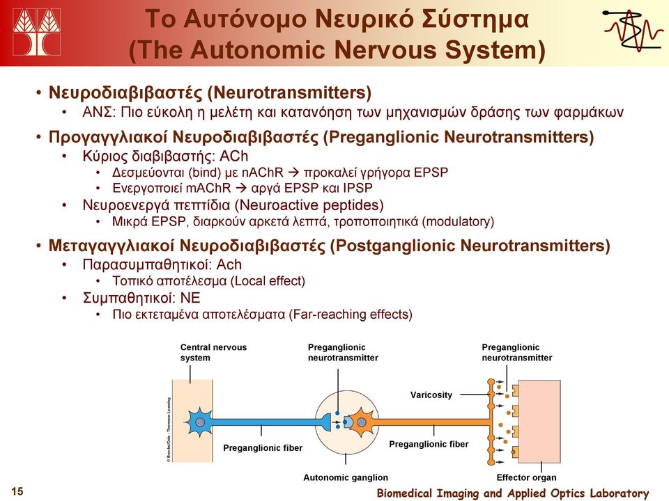 peptides) Μικρά EPSP, διαρκούν αρκετά λεπτά, τροποποιητικά (modulatory) Μεταγαγγλιακοί Νευροδιαβιβαστές (Postganglionic Neurotransmitters) Παρασυμπαθητικοί: Ach Τοπικό αποτέλεσμα (Local effect)