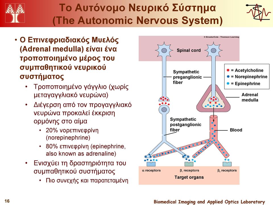 νορεπινεφρίνη (norepinephrine) 80% επινεφρίνη (epinephrine, also known as adrenaline) Ενισχύει τη δραστηριότητα του συμπαθητικού συστήματος Πιο συνεχής και