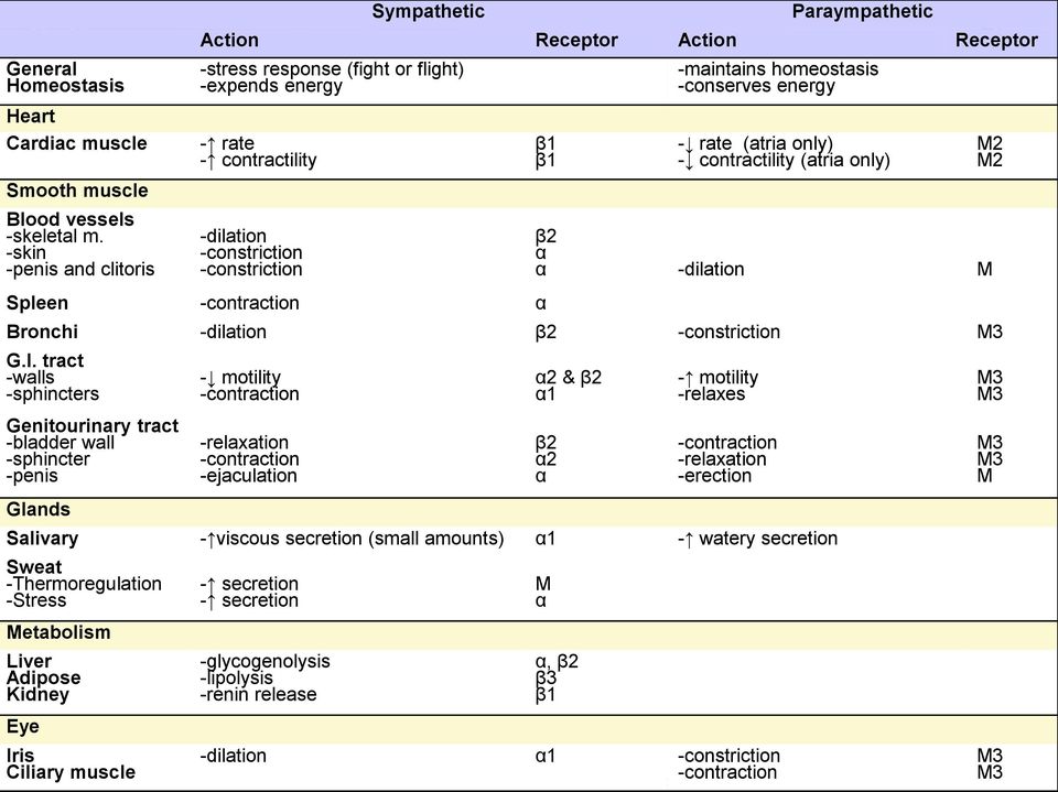 -constriction -constriction Spleen -contraction α β1 β1 -maintains homeostasis -conserves energy - rate (atria only) - contractility (atria only) β2 α α -dilation M Bronchi -dilation β2 -constriction