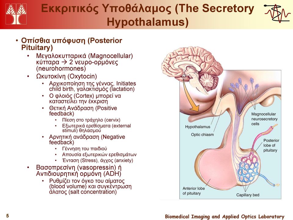 Πίεση στο τράχηλο (cervix) Εξωτερικά ερεθίσματα (external stimuli) θηλασμού Αρνητική ανάδραση (Negative feedback) Γέννηση του παιδιού Απουσία εξωτερικών ερεθισμάτων Ένταση