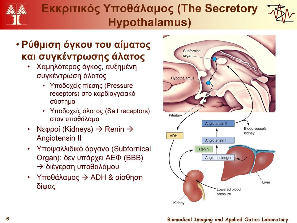 σύστημα Υποδοχείς άλατος (Salt receptors) στον υποθάλαμο Νεφροί (Kidneys) Renin Angiotensin II