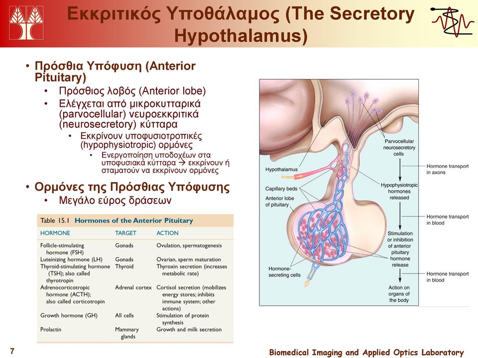 κύτταρα Εκκρίνουν υποφυσιοτροπικές (hypophysiotropic) ορμόνες Ενεργοποίηση υποδοχέων στα υποφυσιακά