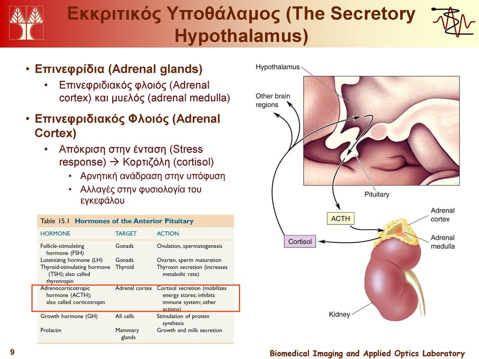 Επινεφριδιακός Φλοιός (Adrenal Cortex) Απόκριση στην ένταση (Stress response)