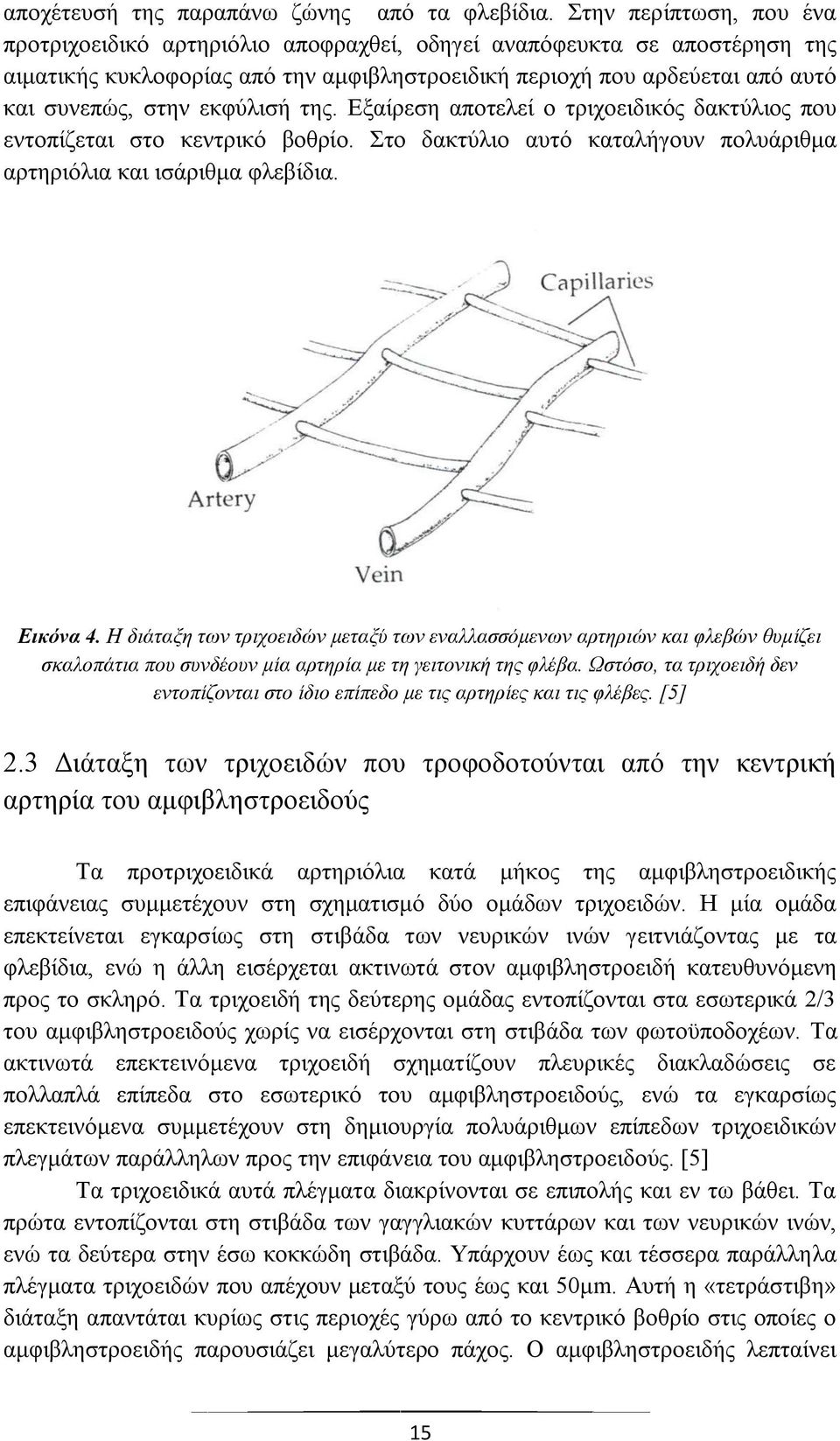 εκφύλισή της. Εξαίρεση αποτελεί ο τριχοειδικός δακτύλιος που εντοπίζεται στο κεντρικό βοθρίο. Στο δακτύλιο αυτό καταλήγουν πολυάριθμα αρτηριόλια και ισάριθμα φλεβίδια. Εικόνα 4.