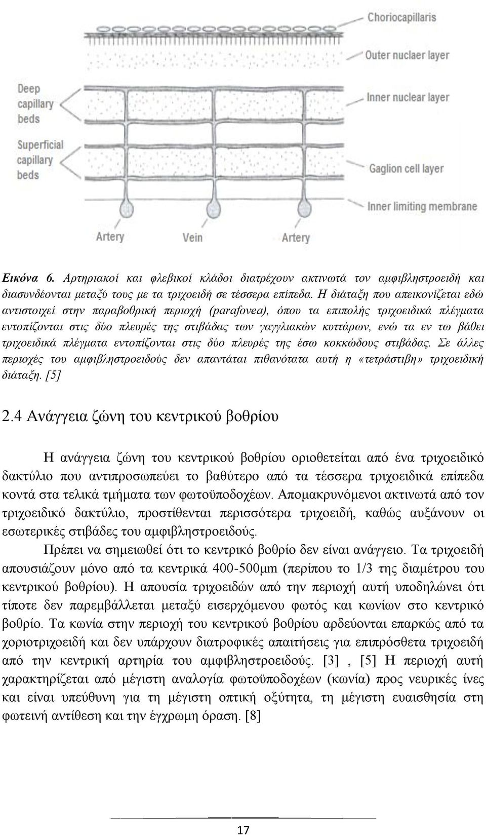 τω βάθει τριχοειδικά πλέγματα εντοπίζονται στις δύο πλευρές της έσω κοκκώδους στιβάδας. Σε άλλες περιοχές του αμφιβληστροειδούς δεν απαντάται πιθανότατα αυτή η «τετράστιβη» τριχοειδική διάταξη. [5] 2.