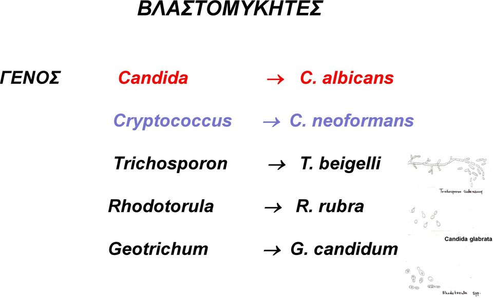 Rhodotorula Geotrichum C.