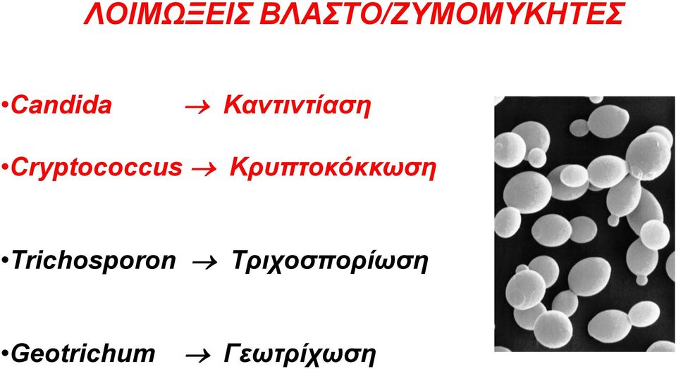 Cryptococcus Κρυπτοκόκκωση