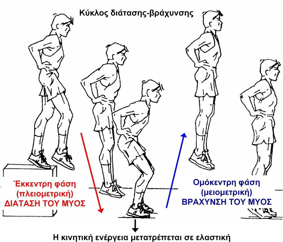 Ομόκεντρη φάση (μειομετρική) ΒΡΑΧΥΝΣΗ