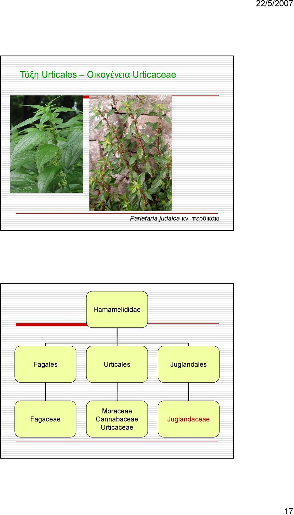 περδικάκι Hamamelididae Fagales Urticales