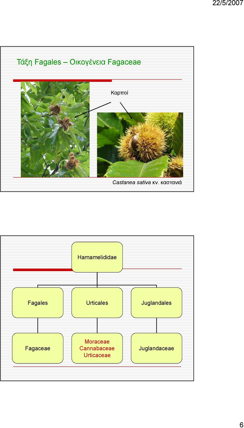 καστανιά Hamamelididae Fagales Urticales